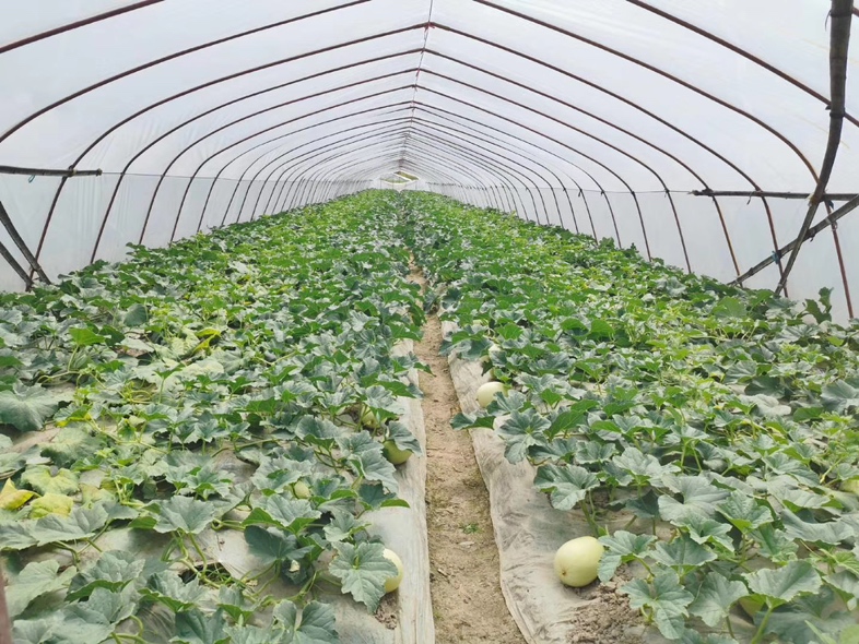 白玉菇甜瓜种植大棚内景