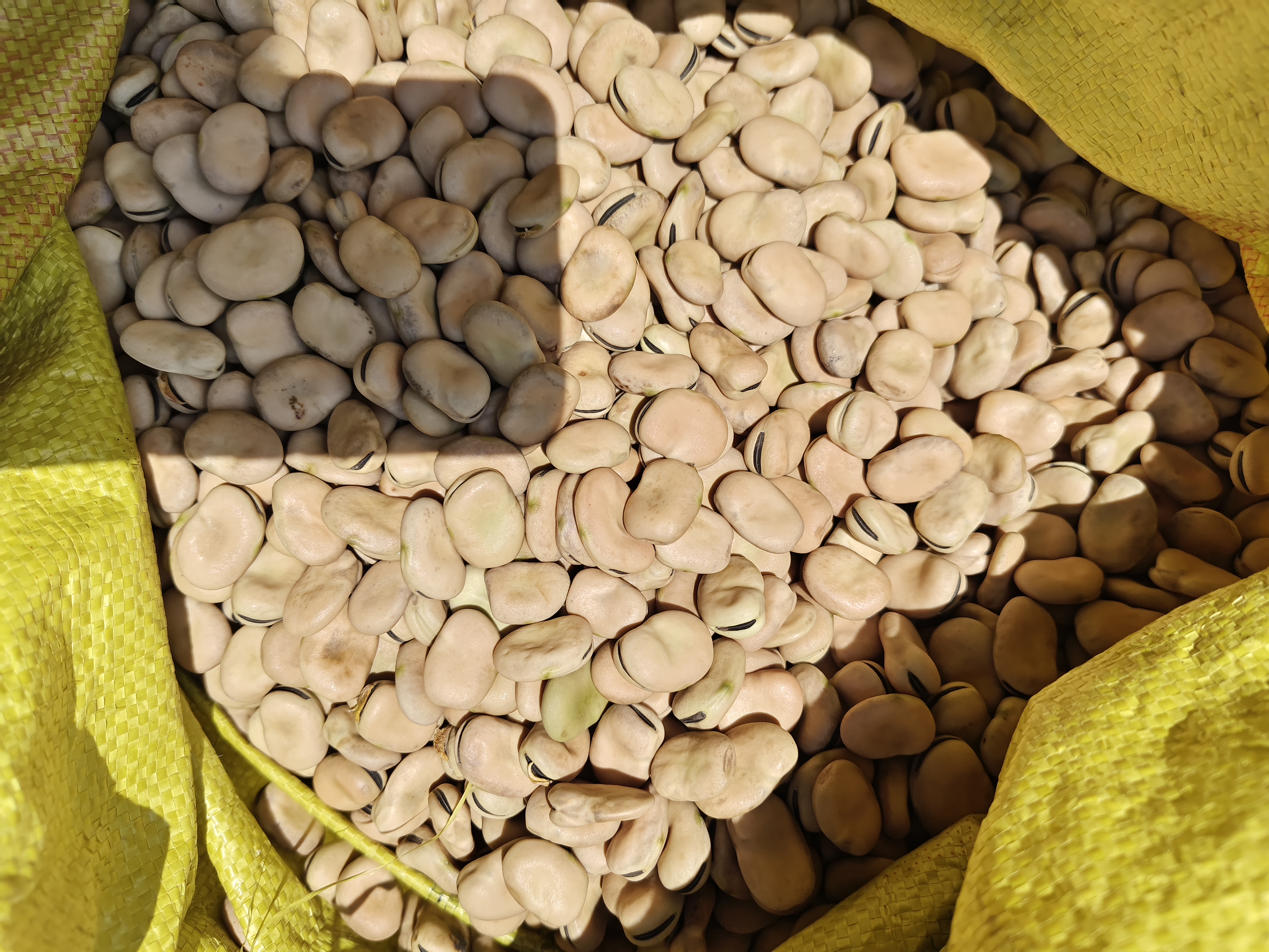 广角纪实摄影:中国北方农村院落中,阳光明媚的午后,一位戴蓝布头巾的老年农妇正弯腰翻动竹匾里的干蚕豆;豆粒金黄饱满、大小均匀,部分已脱壳露出淡绿色子叶;竹匾置于青砖地面,背景可见土坯墙、陶罐与悬挂的玉米串,展现传统农耕生活的真实质感 农家院内晾晒干蚕豆的传统劳作场景