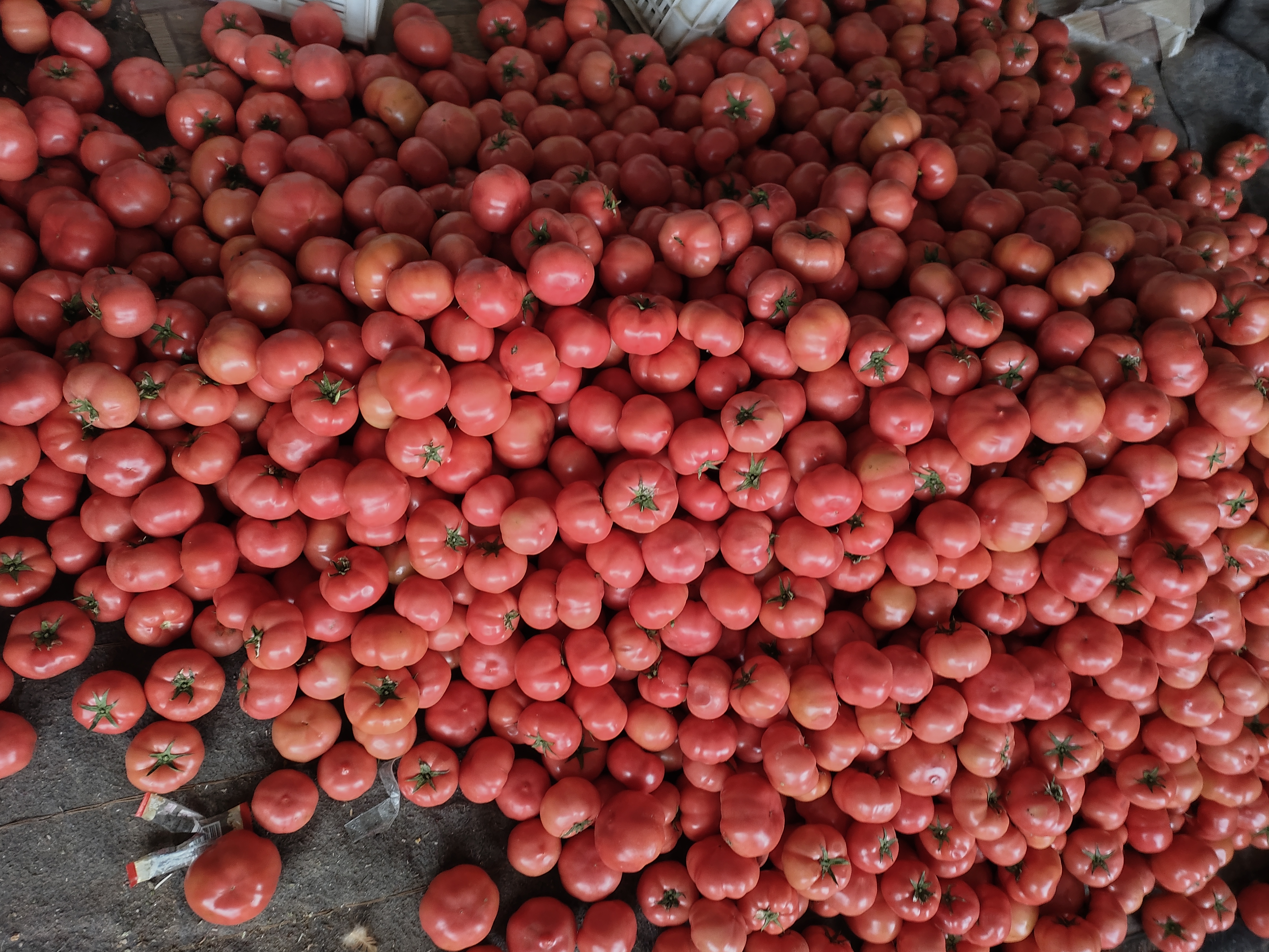 白扁豆实物图,展示完整的干制白扁豆颗粒 白扁豆实物图