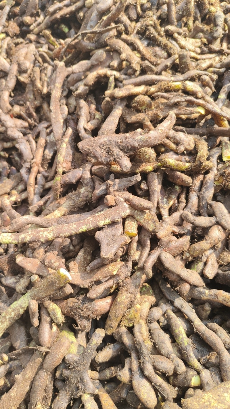 中药材天然骨碎补毛姜爬岩姜石岩姜新鲜