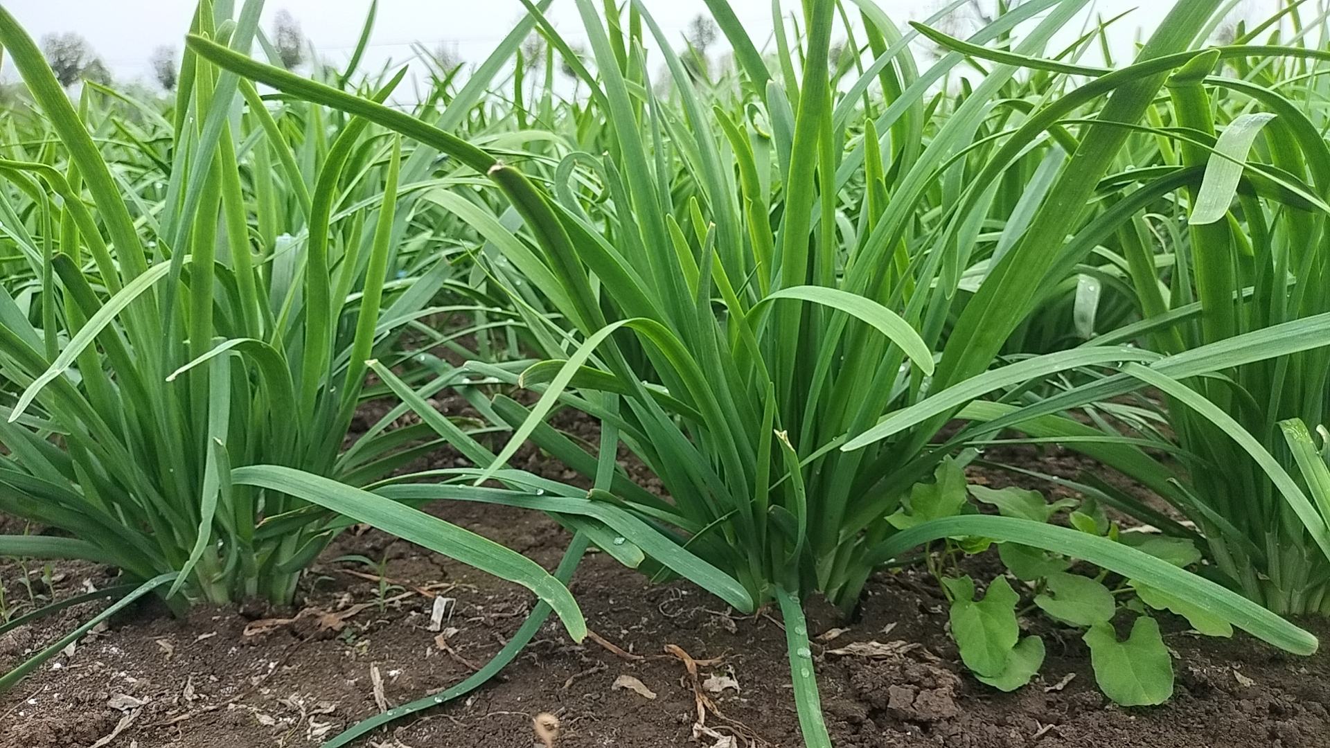 一片绿意盎然的大叶韭菜种植田,整齐排列在阳光下的韭菜叶片宽大肥厚 大叶韭菜田间种植图