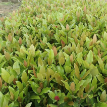 黄花/红花大叶/小叶龙船花基地直销