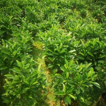 非洲茉莉基地直销规格各种