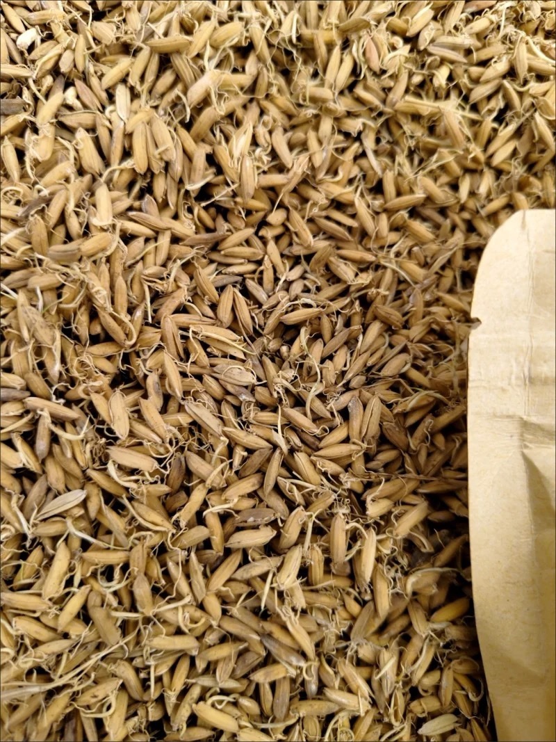 稻芽生稻芽保庆药业批发炒稻芽实拍
