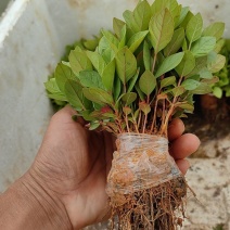 广西番石榴幼苗大量供应待稼接各种红肉番石榴，白肉番石榴苗