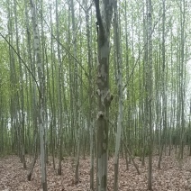 法桐