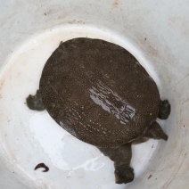 甲鱼