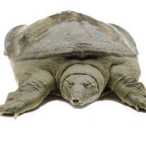 甲鱼