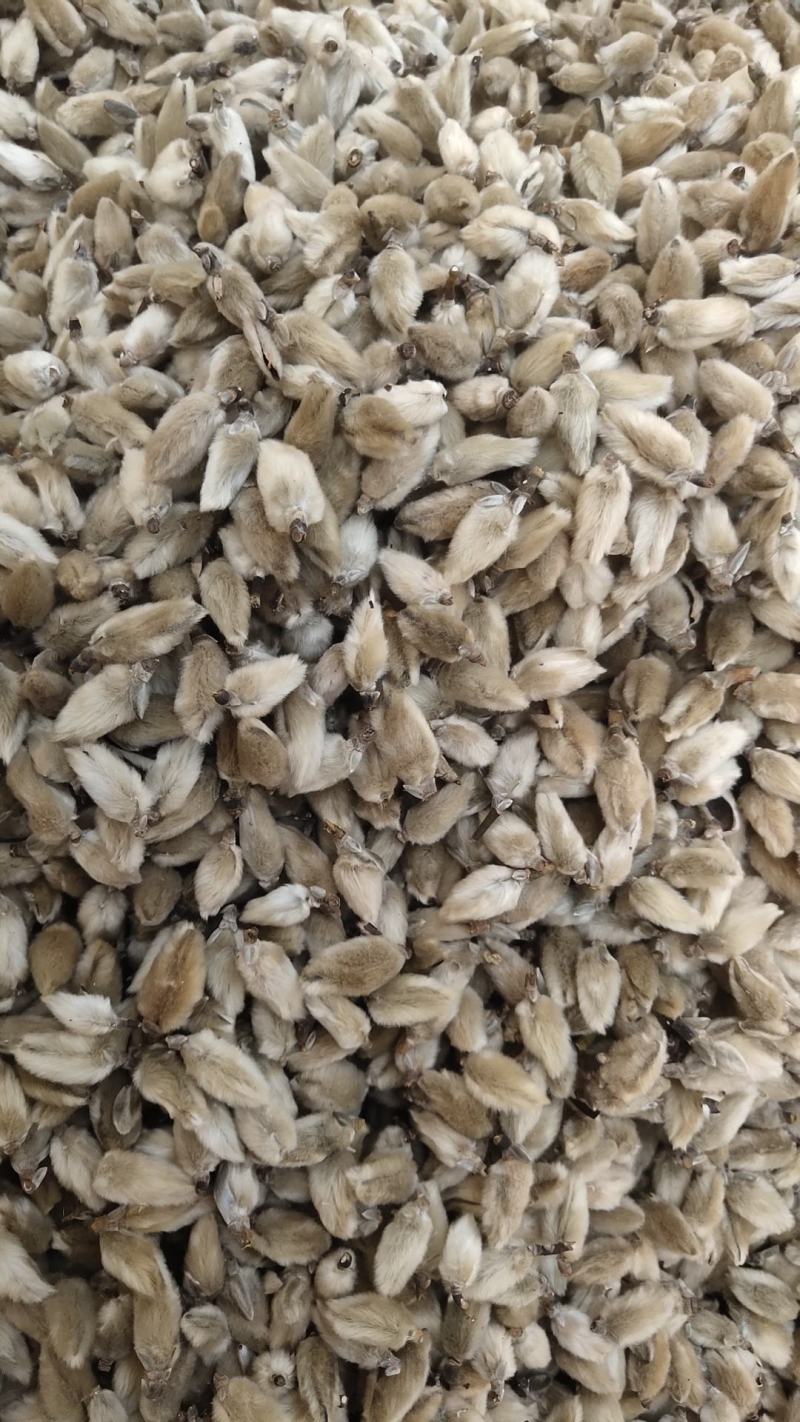 南召县辛夷花中草药辛夷颗粒饱满无杂质