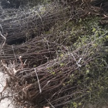 地径1公分以上野生药用酸枣苗，现起现发，沾生根剂泥浆装车