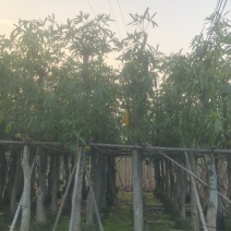 灯台树/盆架子5～20公分