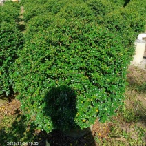 福建茶球50至1米