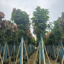 芒果树15公分