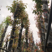 阴香（天竺桂）10～15公分