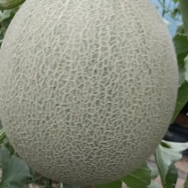 鲁厚甜