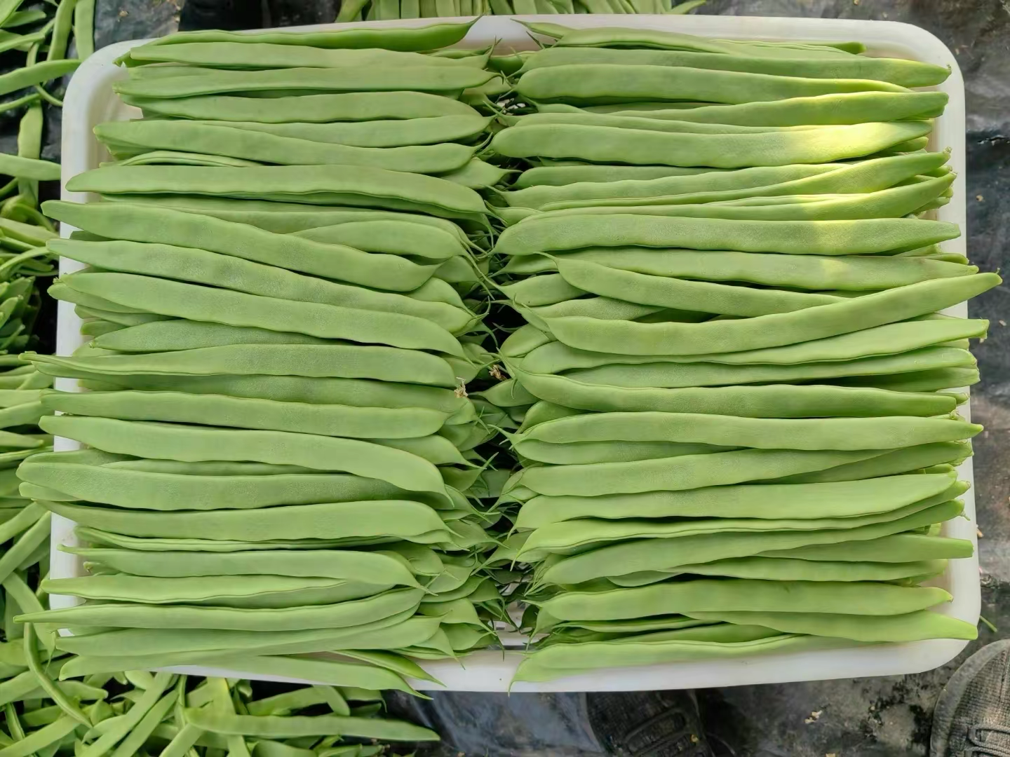 一盘刚出锅的蒜蓉炒扁青芸豆成品图
