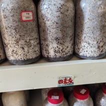 平菇原种四季灰周年出菇菌株！800毫升塑料瓶装栗木培养基