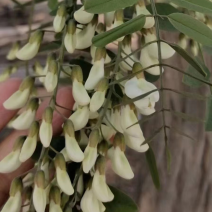 野生鲜槐花.全部精品洋槐花.寻野生洋槐花三四五月鲜货