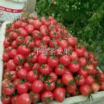 山东省聊城市莘县圆粉、粉贝贝、千禧釜山88圣女果基地直供
