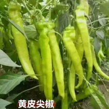 山东省聊城市莘县黄皮尖椒基地直供长20多公分