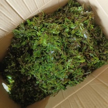 野生藤茶