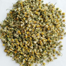 干洋菊花
