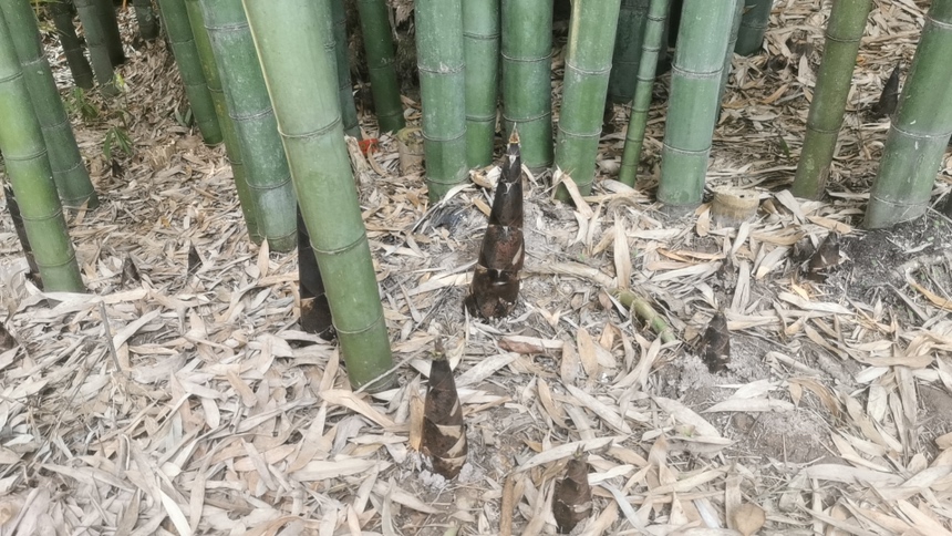 一片典型的雷竹人工林,植株较为矮小密集,地面覆盖稻草或砻糠用于保温促早出笋;背景为高大稀疏的毛竹林,两者在株型、密度和管理方式上形成鲜明对比 雷竹林与毛竹林对比