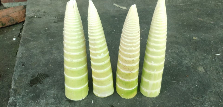 雷竹笋产品对比展示图