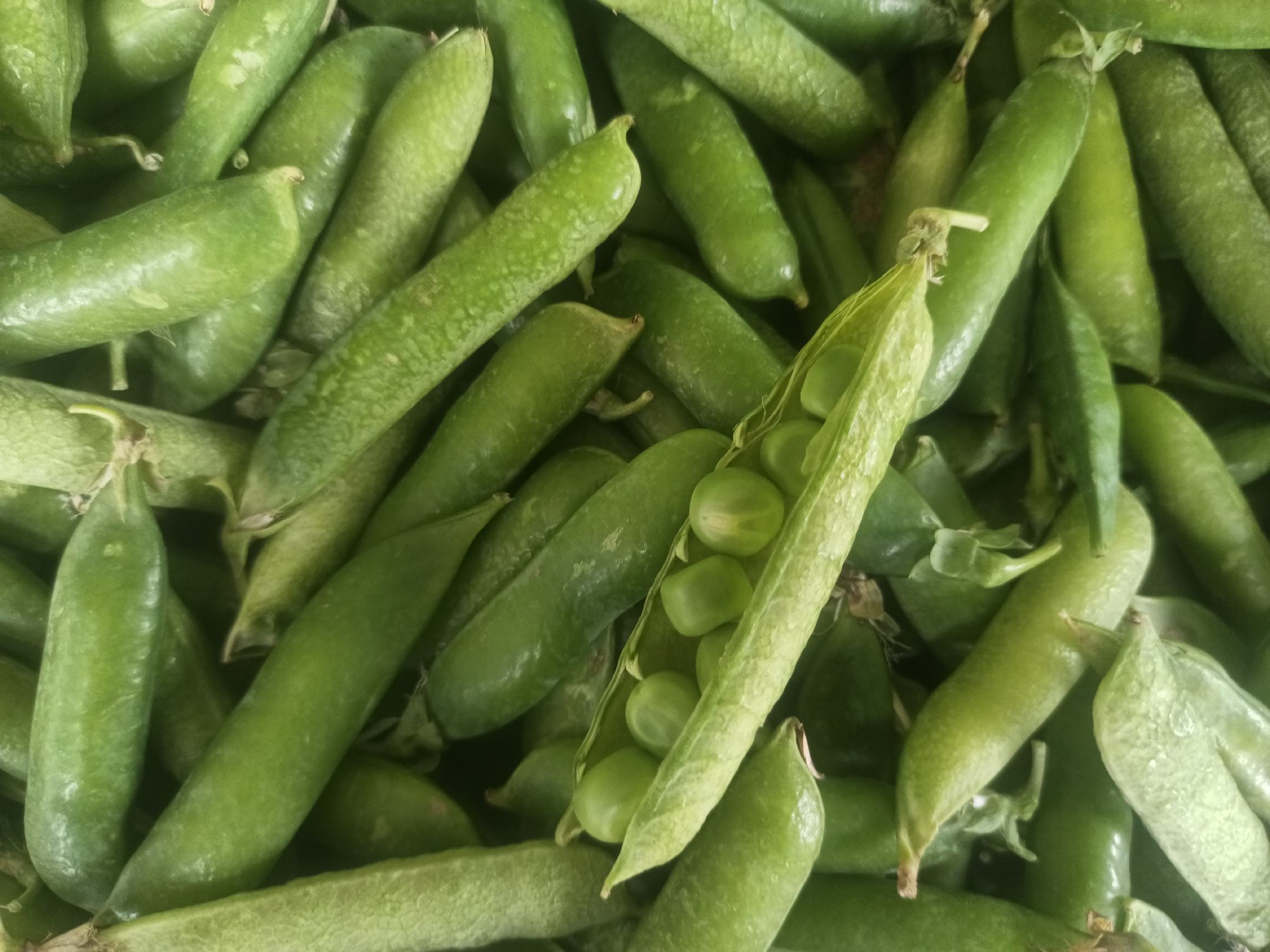 绿心蚕豆特写
