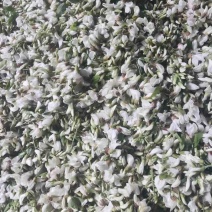 精品野槐花落价了，有量的来