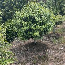 茶花