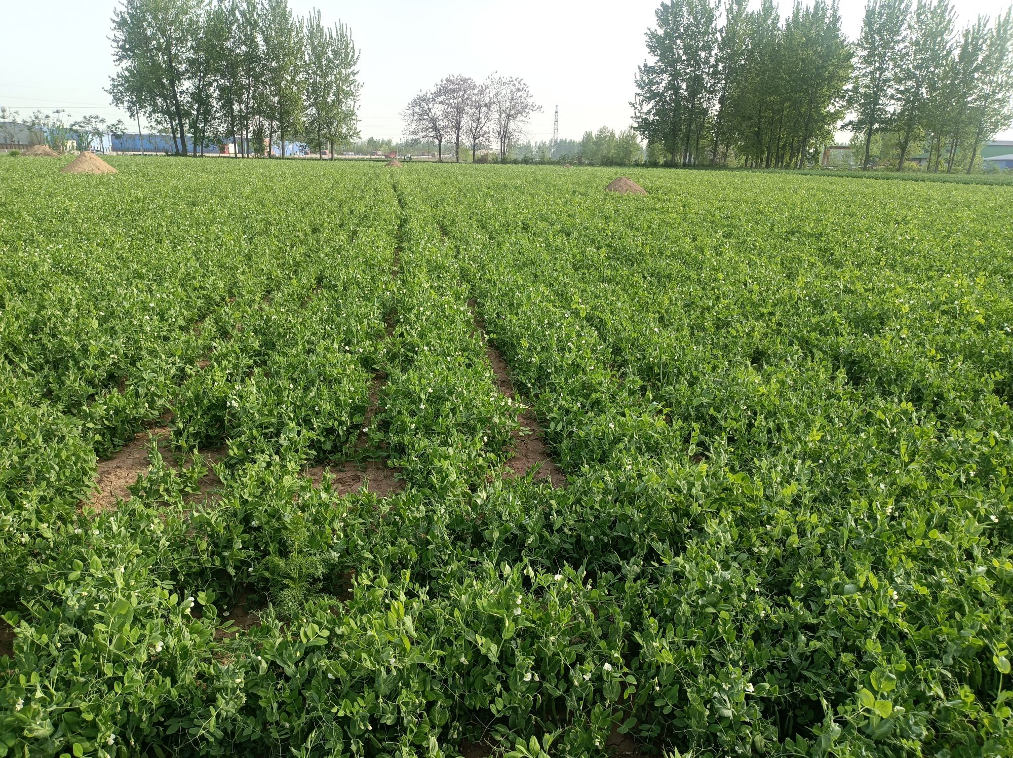 豌豆田地实景图