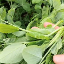 青菜苔碗里尖