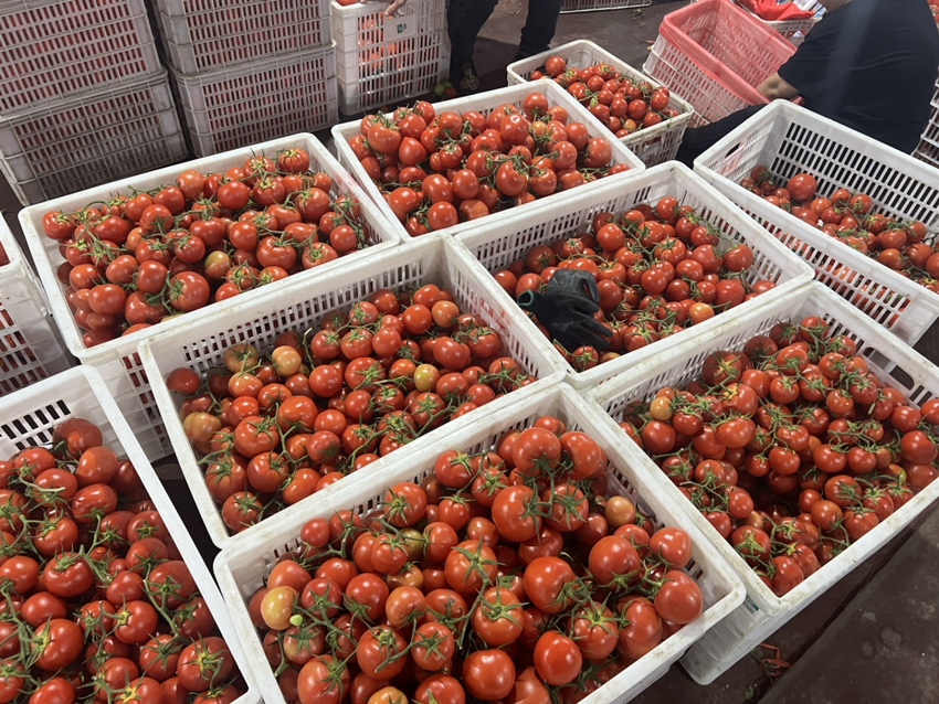 一群工人在包装车间将刚采摘的普罗旺斯番茄小心放入白色塑料周转箱中,番茄颜色鲜亮、大小均匀,桌面整洁无尘,背景有冷链运输车辆待装货,体现从田间到市场的高效供应链流程 新鲜采摘的普罗旺斯番茄装箱过程