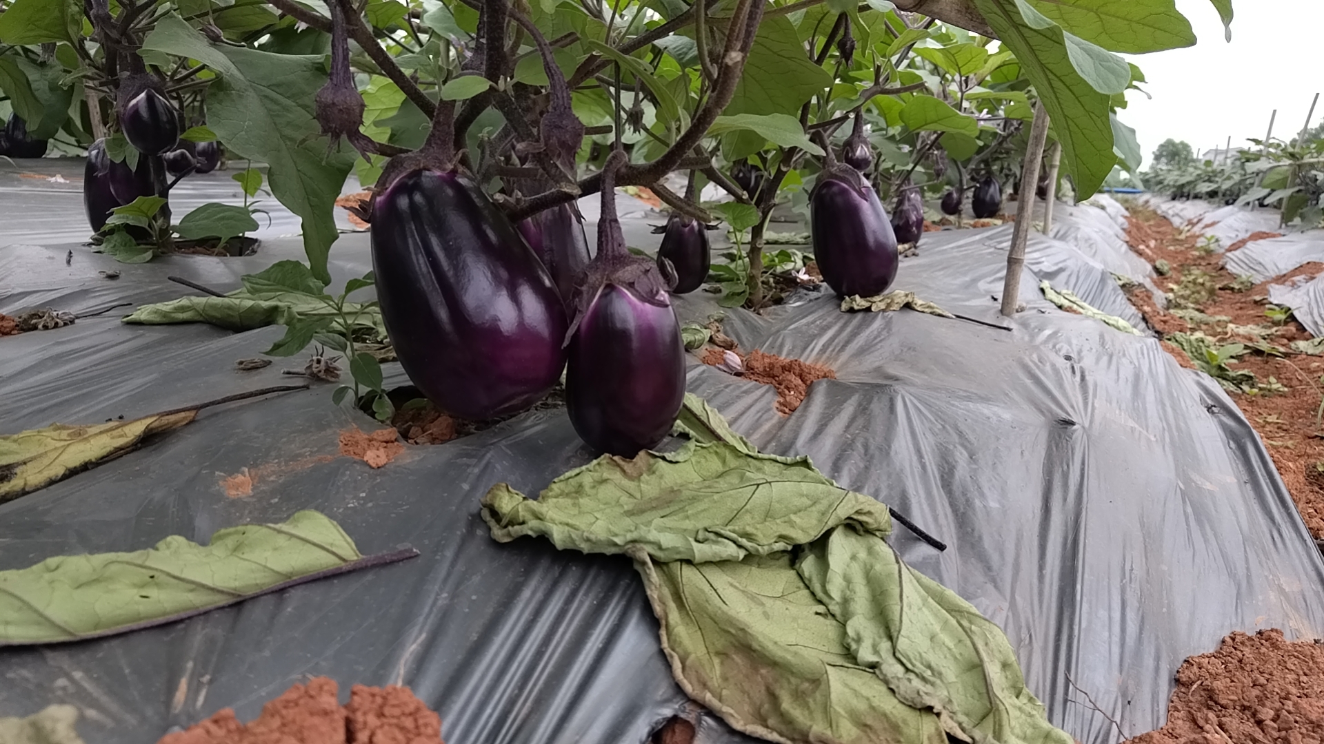 山东省聊城市茌平区冯官屯镇圆茄标准化生产基地,工人正在进行田间采收(清晨6–9点)、预冷(10℃冷库2小时)、机械分级(按直径12/13/14cm三级)、PE膜真空包装作业,背景可见带GPS定位的冷链运输车待装 聊城圆茄标准化采收与分级包装现场