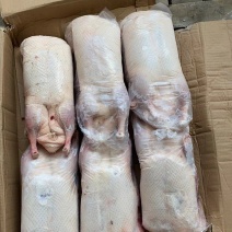 白条鸭