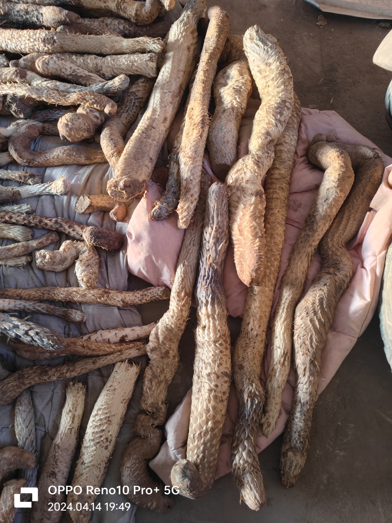 [草苁蓉批发]内蒙古阿拉善盟额济纳旗肉苁蓉 30.00元/斤内蒙 _ 一亩田