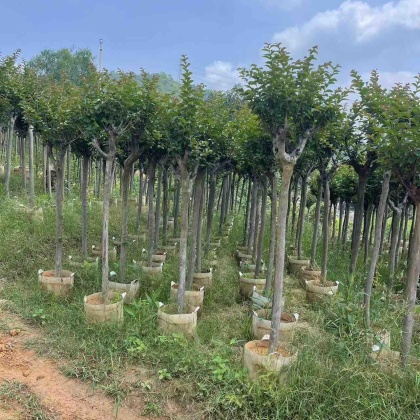 河南南阳新野县红火球紫薇价格行情走势 - 一亩田