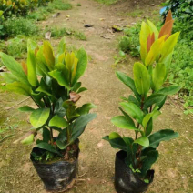 龙船花小袋中袋基地直销质量优质欢迎来电咨询合作