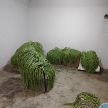 海拔贡菜