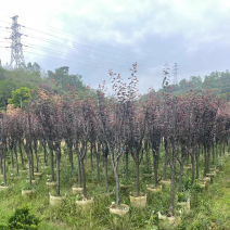 红叶李树基地直销规格齐全欢迎来电咨询合作