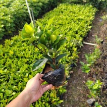 龙船花小袋中袋基地直销质量优质欢迎来电咨询合作