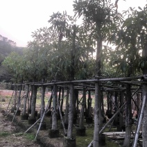 灯台树/盆架子基地直销规格齐全欢迎老板来电咨询合作