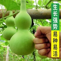 富贵宝葫芦种子葫芦种籽八宝大酒瓢文玩春秋四季阳台盆栽蔬菜