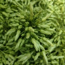 小青花夜香花