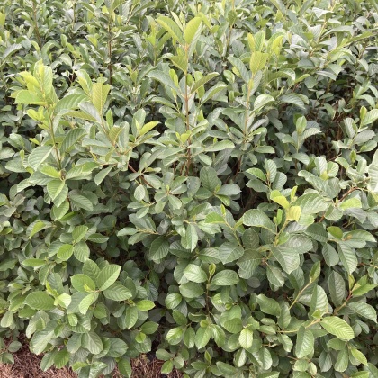 宜良县桤木产地行情