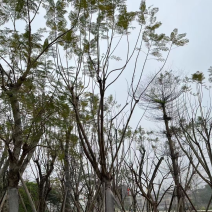 蓝花楹基地直销规格齐全有需要绿化苗木的老板欢迎来电