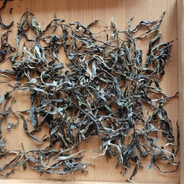 高黎贡山云雾茶生普洱有机生态茶自家茶园