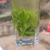 小叶苦丁茶