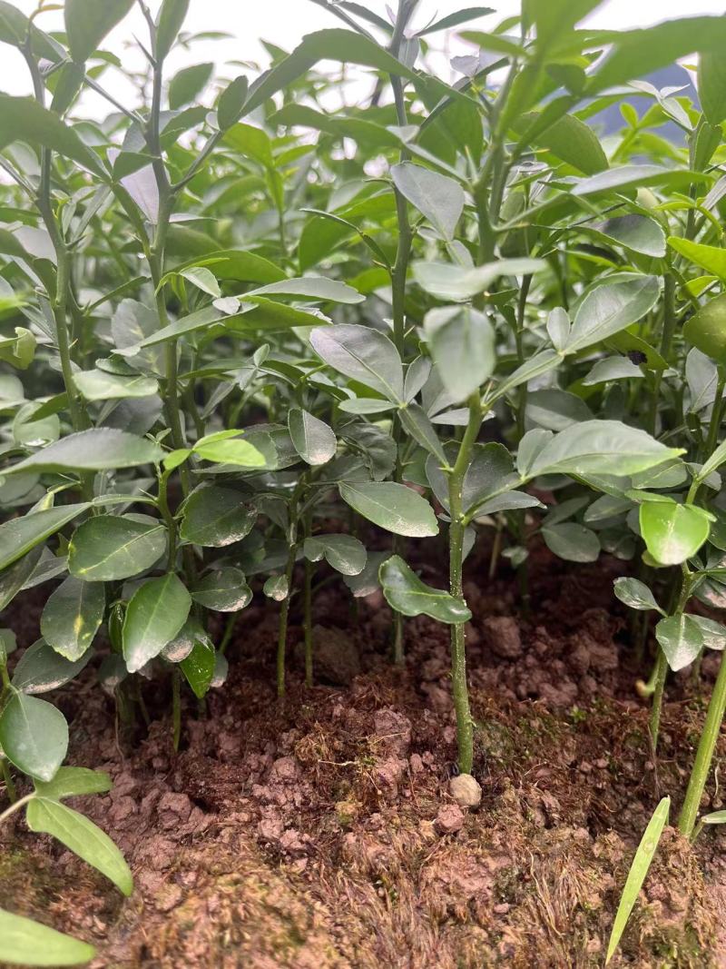 精品枳橙苗大叶枳壳苗货源充足量大从优质量保证欢迎咨询